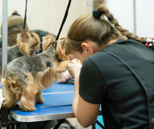 Explore The Dog Room Grooming Services in Chicago.jpg