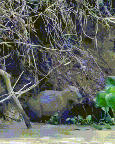 kapibarakot.gif