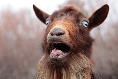 omg shocked goat 2.jpg