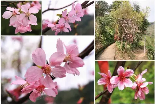 00010 昭和櫻花.webp