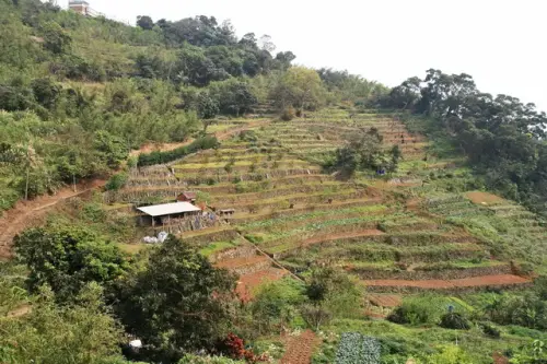 00009 狗殷勤古道附近的梯田.webp