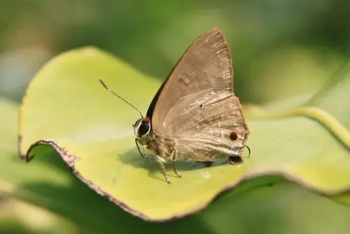 00006 恆春小灰蝶(玳灰蝶).webp