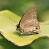 00006 恆春小灰蝶(玳灰蝶)