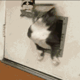 aika alkaa laihduttaan.gif