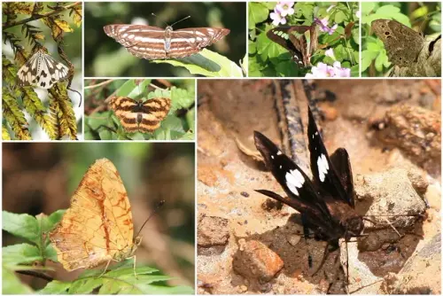 00006 德高嶺附近的蝴蝶.webp