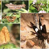 00006 德高嶺附近的蝴蝶