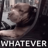 whatever dog.gif