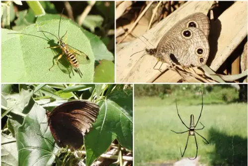 00009 十二寮步道的蝴蝶.webp