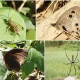 00009 十二寮步道的蝴蝶