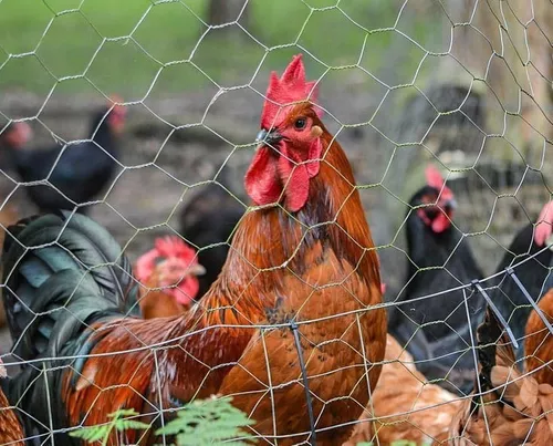 D NQ NP 761229 MLB71230011539 082023 O.webp