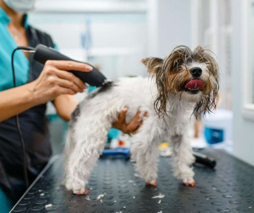 Explore With Love From Head To Tail Grooming Services in Elmhurst.jpg