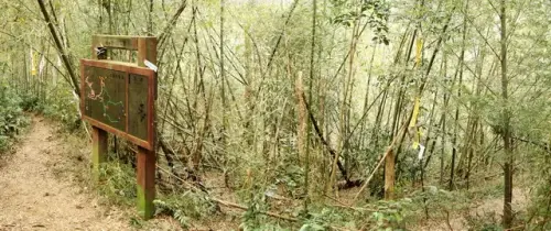 00024 延平古道、綠色古道叉路.webp