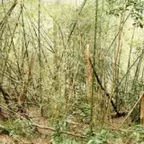 00024 延平古道、綠色古道叉路