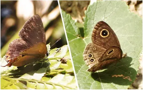 00018 紅邊黃小灰蝶(紫日灰蝶)、小波紋蛇目蝶(小波眼蝶).webp