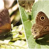 00018 紅邊黃小灰蝶(紫日灰蝶)、小波紋蛇目蝶(小波眼蝶)