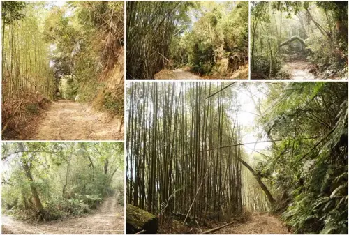 00011 法雲寺後山小徑竹林幽然.webp