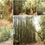 00011 法雲寺後山小徑竹林幽然