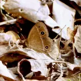 姬蛇目蝶(稻眉眼蝶)