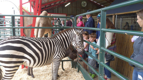 Petting Zoo scaled.jpg