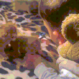 koti3.gif