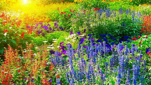 Garden.jpg