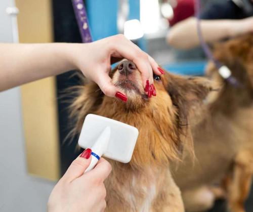 Explore Splash and Dash Groomerie & Boutique Services.jpg