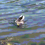 utkalaska.gif