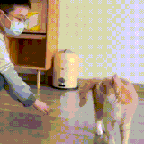 kot3.gif