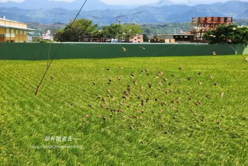 00021 苗栗嘉志閣稻田與麻雀.webp