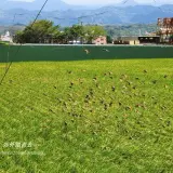 00021 苗栗嘉志閣稻田與麻雀