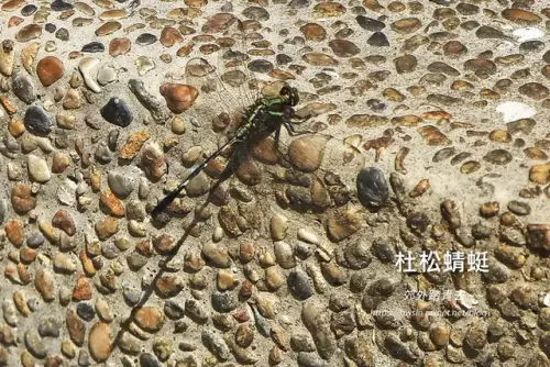 00005 杜松蜻蜒.webp