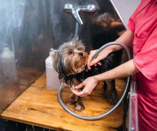 Explore Sit n Pretty Grooming Services in Palos Hills.jpg