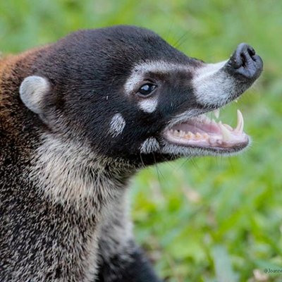 coati.jpg