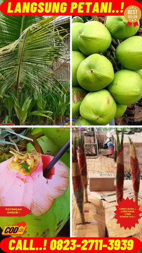 TERMURAH ! H.Tovix CALL : 0823-2711-3939 Jual Pohon Kelapa Cabang 9 di Kebumen-Adimulyo-Bonjok.jpg