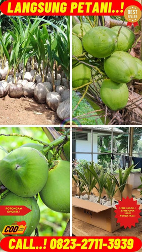 BANTING HARGA ! H.Tovix CALL : 0823-2711-3939 Jual Pohon Kelapa Cabang 7 di Kebumen-Adimulyo-Joho.jpg