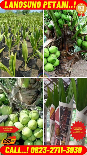 GRATIS KONSULTASI ! H.Tovix CALL : 0823-2711-3939 Jual Pohon Kelapa Cangkokan di Kebumen-Adimulyo-Ke.jpg