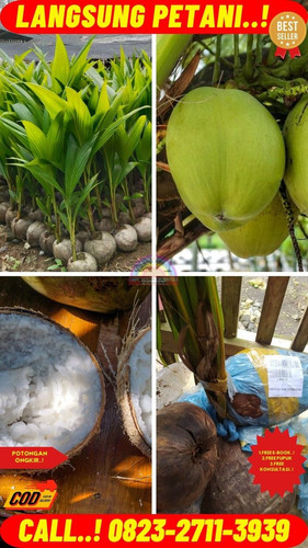 GROSIRAN ! H.Tovix CALL : 0823-2711-3939 Jual Pohon Kelapa Cabang 3 di Kebumen-Adimulyo-Candiwulan.jpg