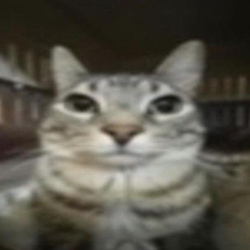 fe2cea0cca0b.jpg