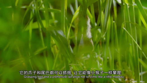 小小世界.Tiny.World.2021.S02E01.2160p.WEB DL.H264.AAC DJWEB.mp4.scr2.png