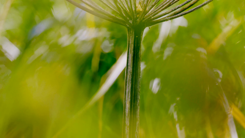 小小世界.Tiny.World.2021.S02E01.2160p.WEB DL.H264.AAC DJWEB.mp4.scr3.png