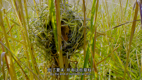 小小世界.Tiny.World.2021.S02E01.2160p.WEB DL.H264.AAC DJWEB.mp4.scr1.png