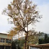 00020 南庄國小百年楓香