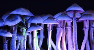 Blue Meanie Mushrooms.jpg