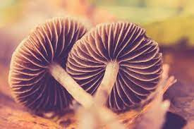 Spore Print.jpg