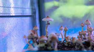 Psilocybin Mushroom Spores.jpg