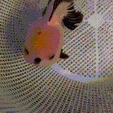 riba.gif