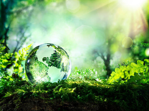 usa globe resting in a forest environment concept.jpg