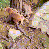 obezi.gif