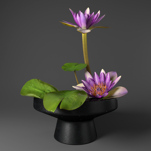 water lily edited1.png