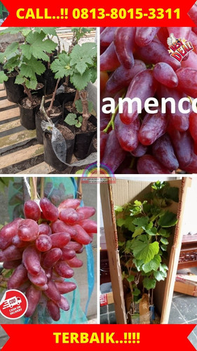 TERJANGKAU ! H.Tovix CALL: 0813-8015-3311 Jual Bibit Buah Anggur Unggulan Ke Tanjung Pinang Timur-Ko.jpg